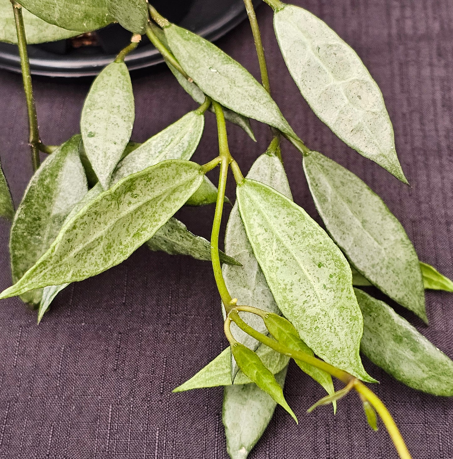 Hoya lacunosa 'Louisa's Silver'