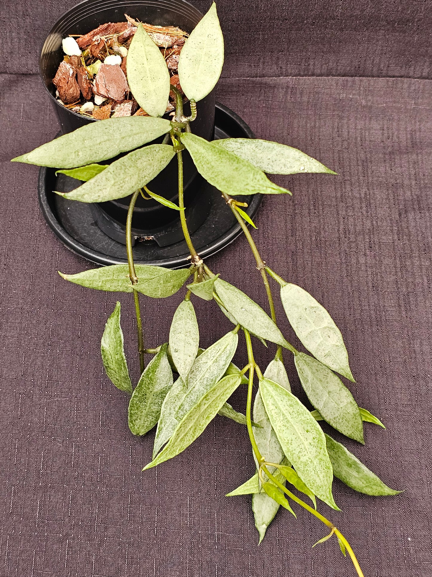 Hoya lacunosa 'Louisa's Silver'