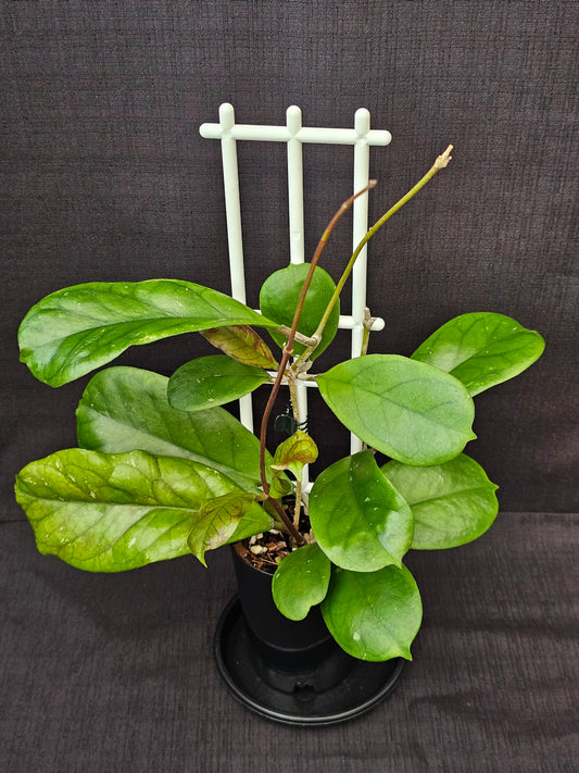 Hoya viola