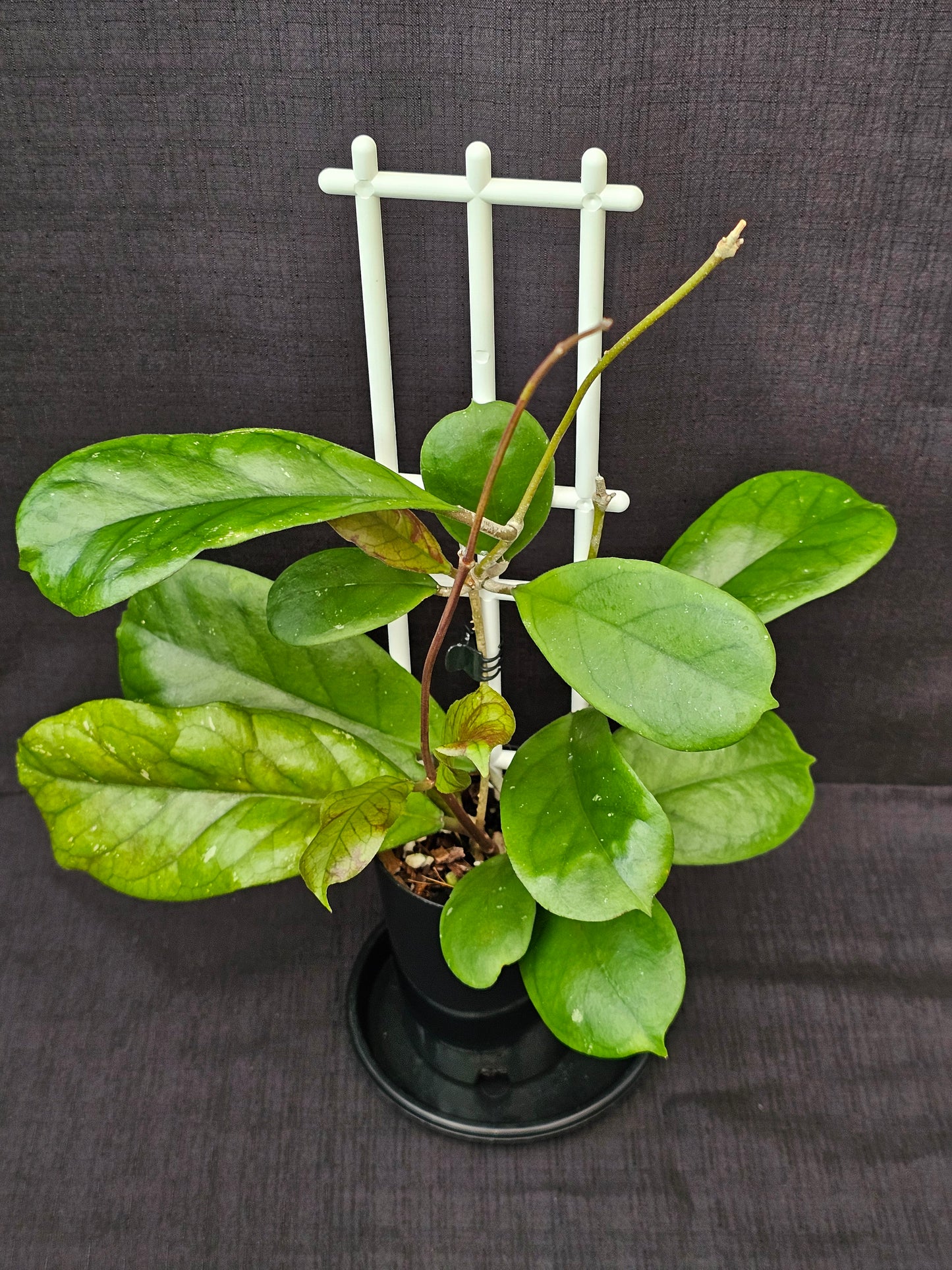 Hoya viola