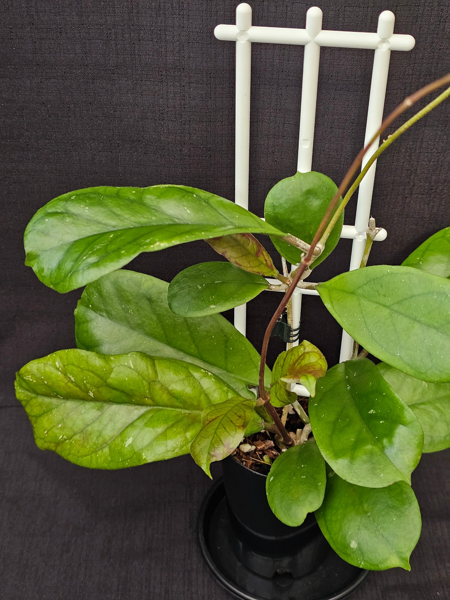 Hoya viola