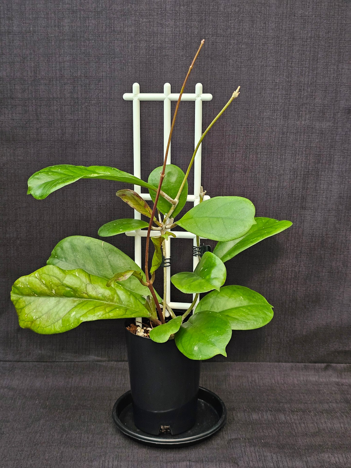 Hoya viola