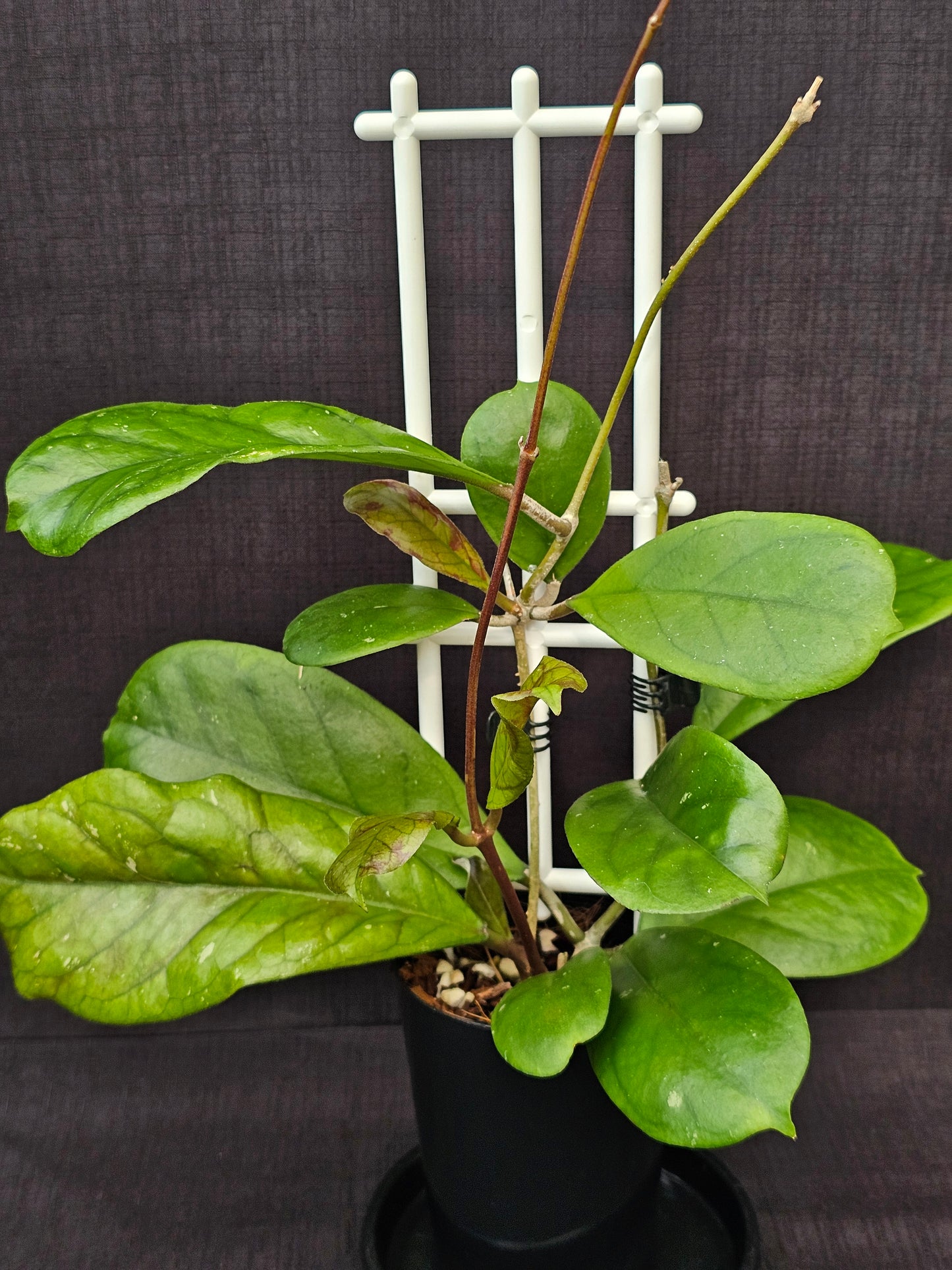 Hoya viola
