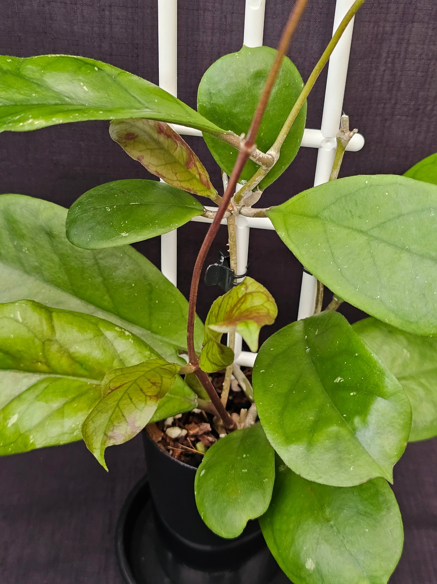 Hoya viola