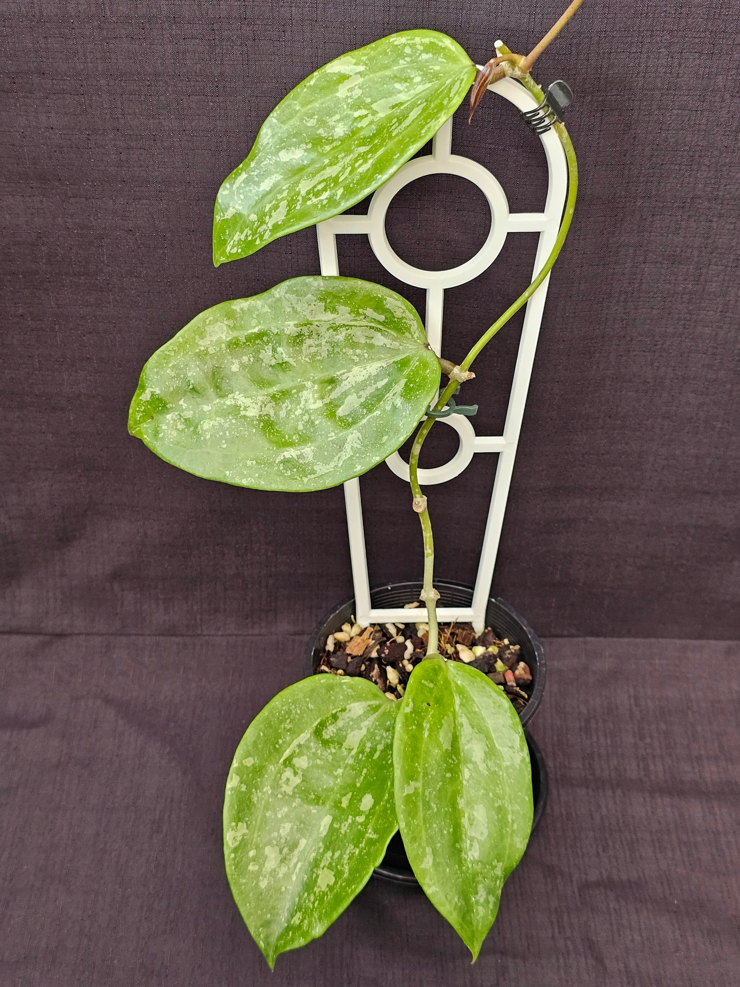 Hoya latifolia  'Snow Queen'
