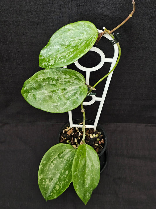 Hoya latifolia  'Snow Queen'