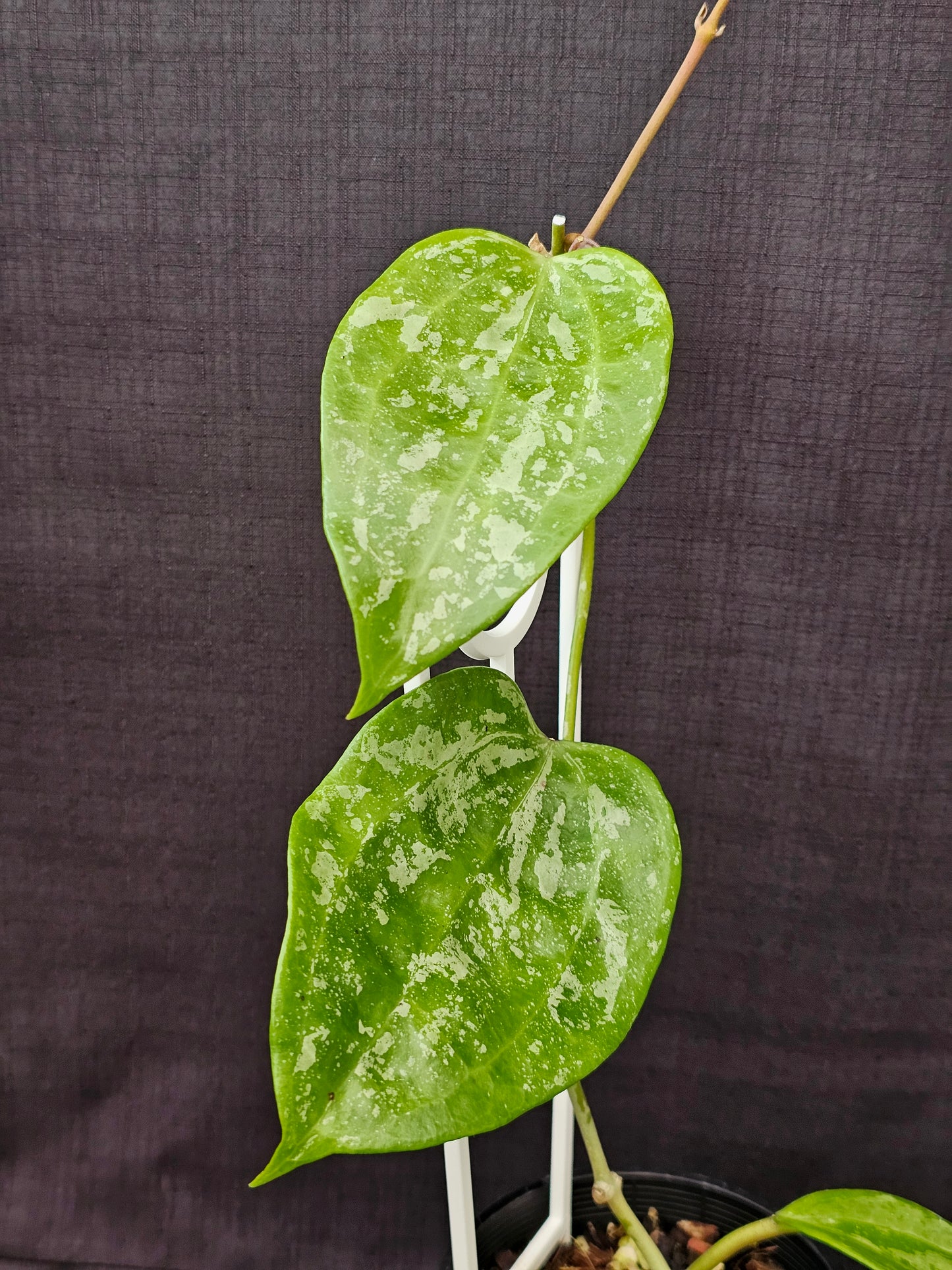 Hoya latifolia  'Snow Queen'