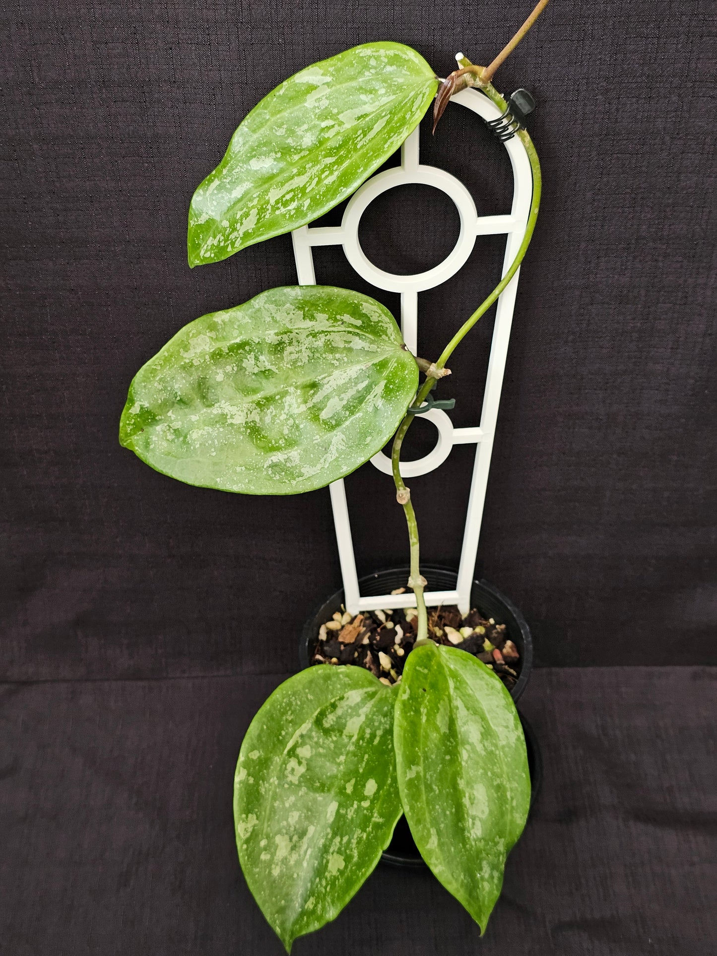 Hoya latifolia  'Snow Queen'