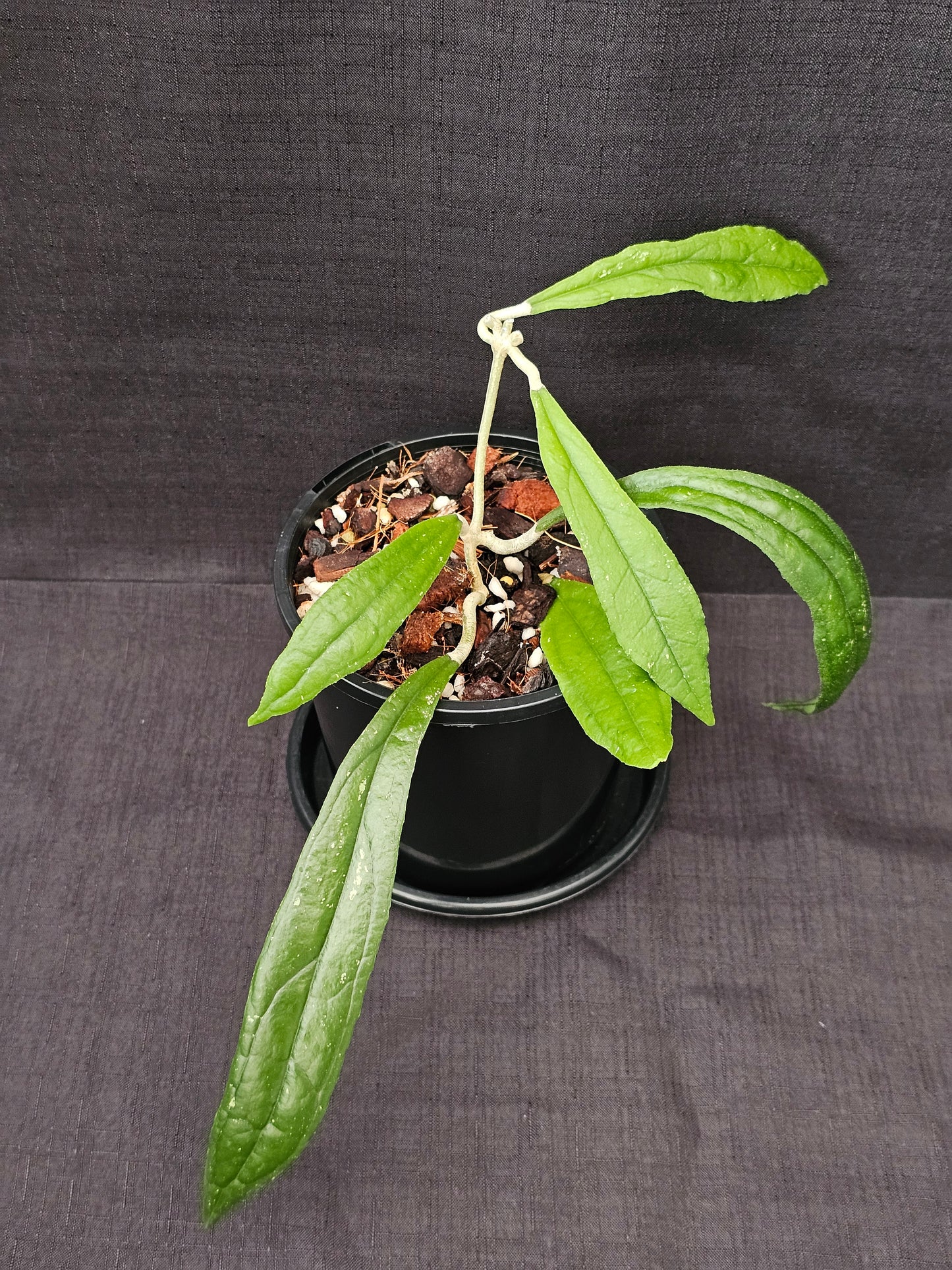 Hoya rigidifolia