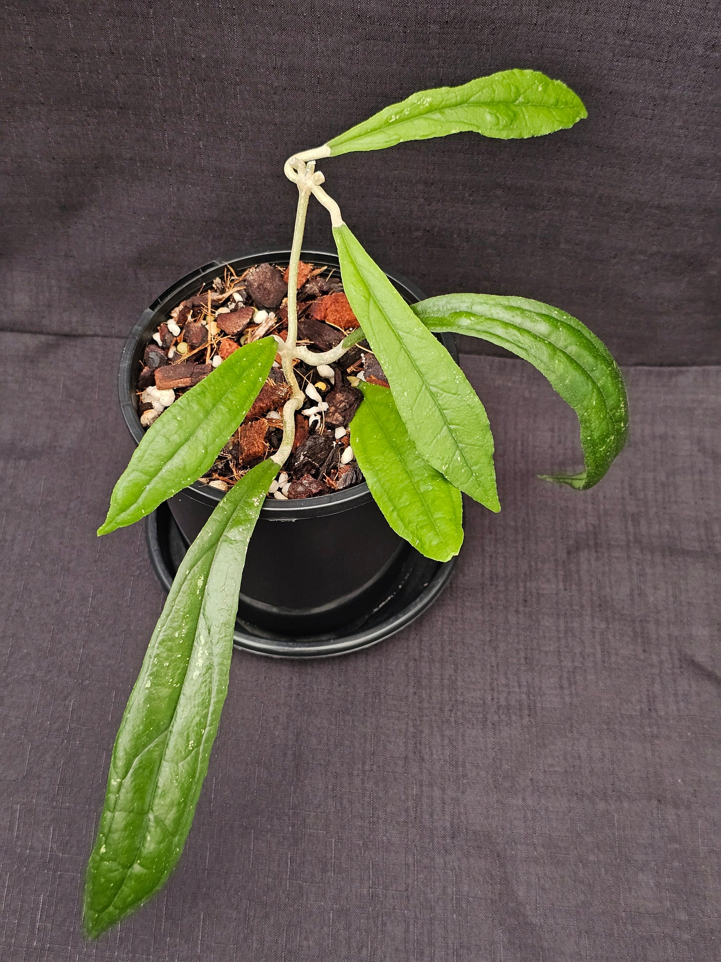 Hoya rigidifolia