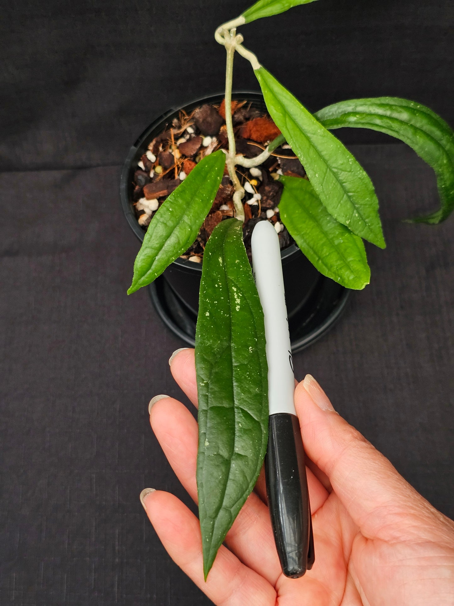 Hoya rigidifolia