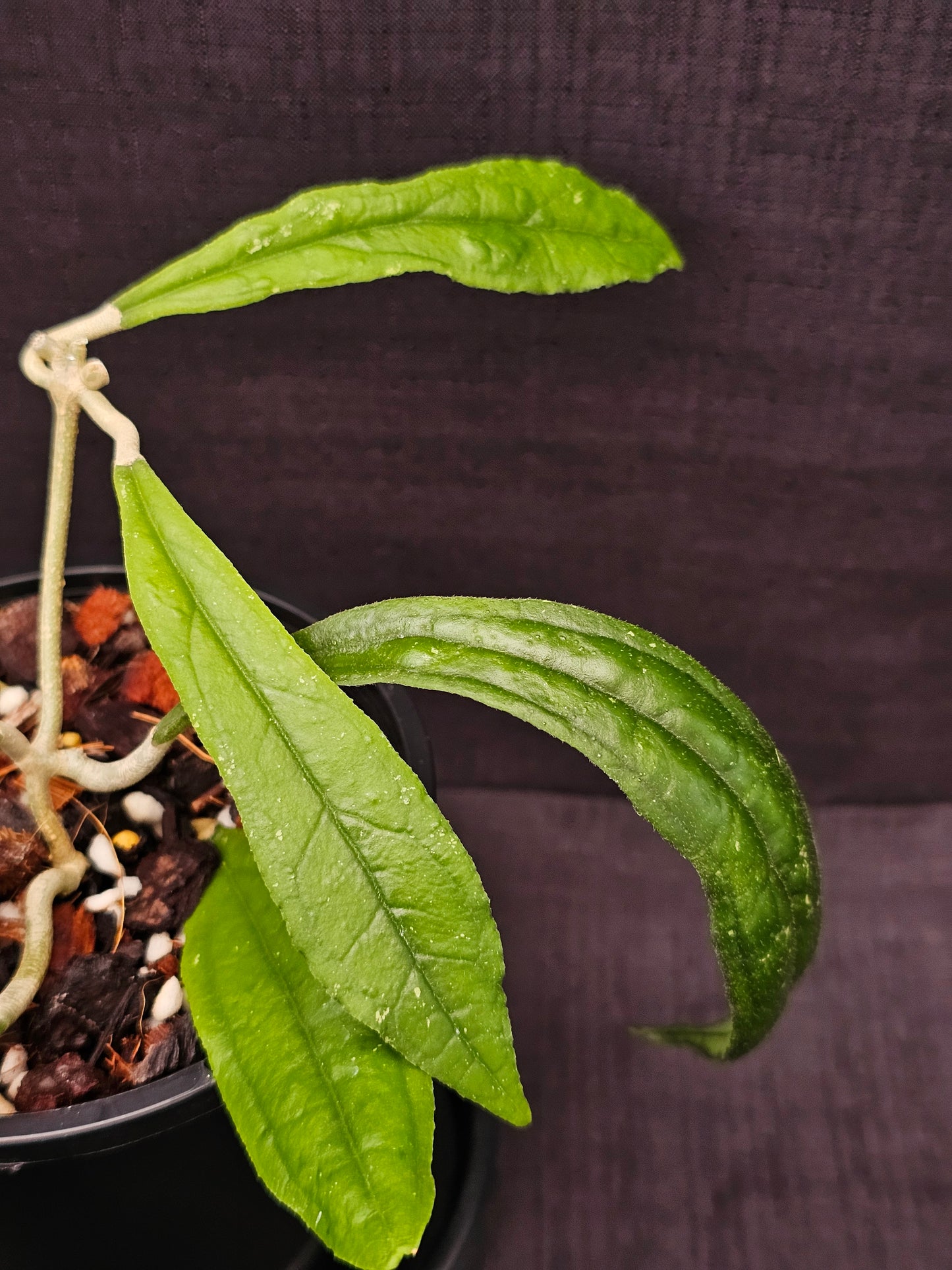 Hoya rigidifolia