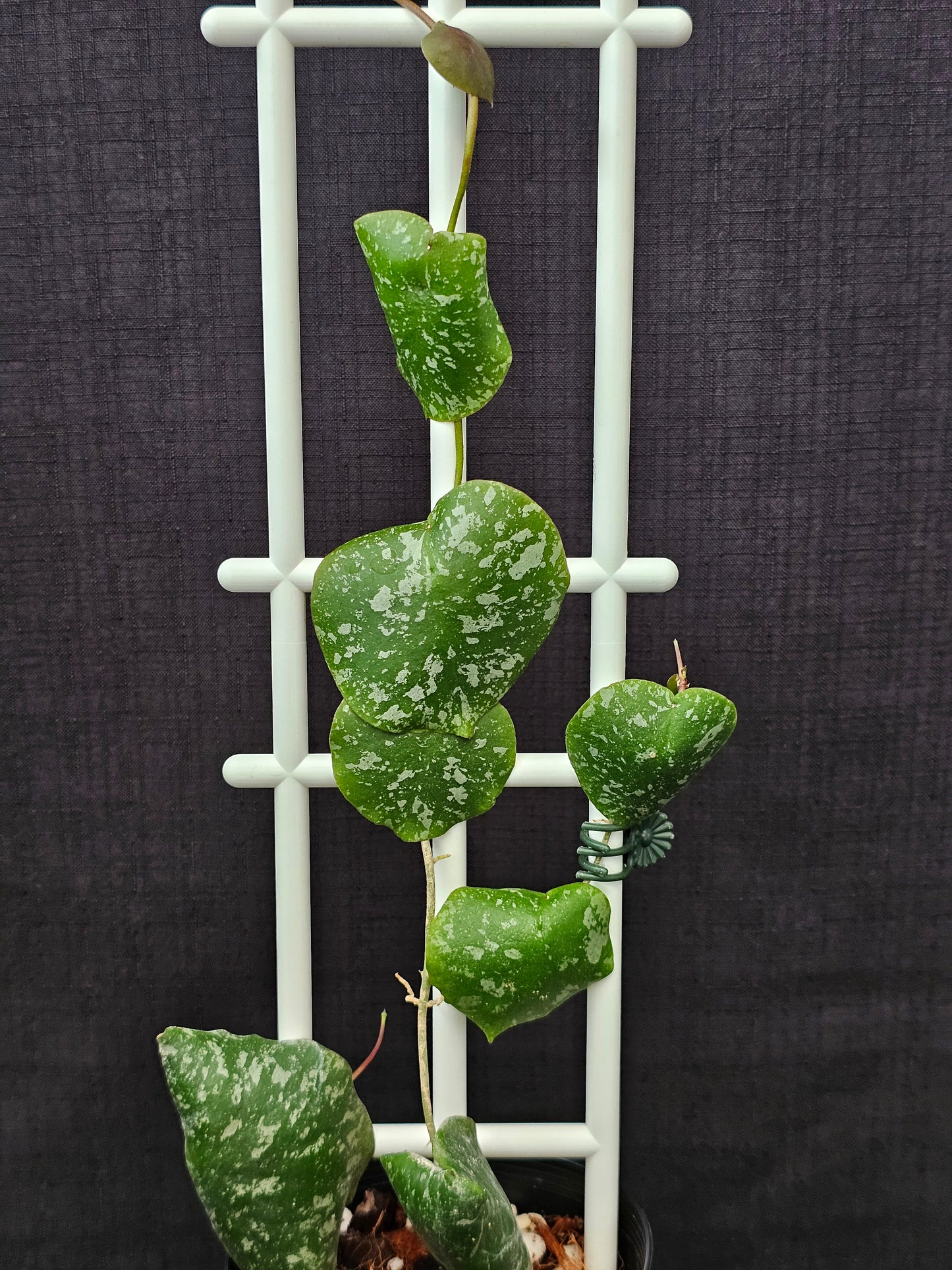 Hoya imbricata