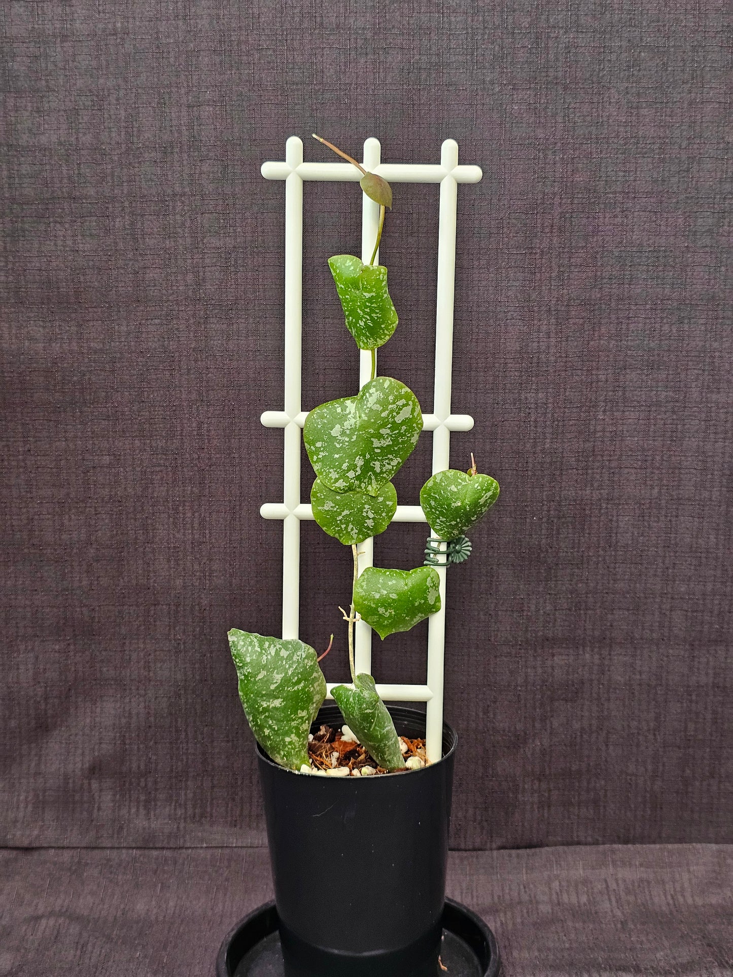 Hoya imbricata