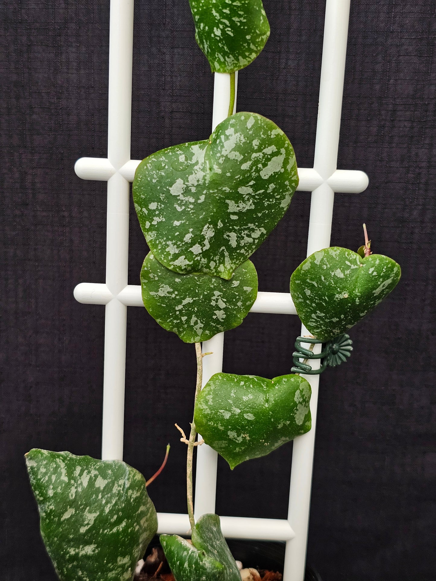 Hoya imbricata