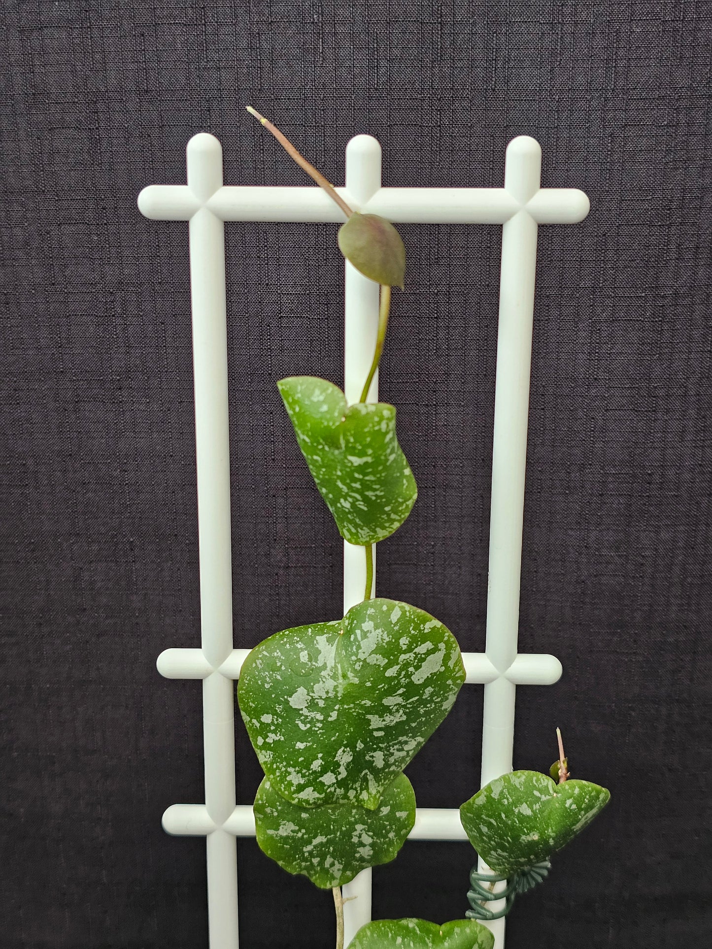 Hoya imbricata