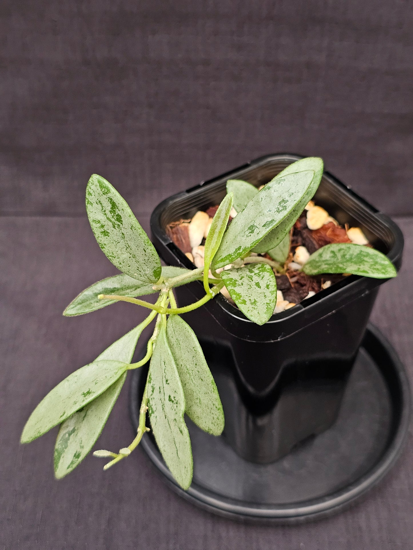 Hoya lima 'Silver' (Rare)