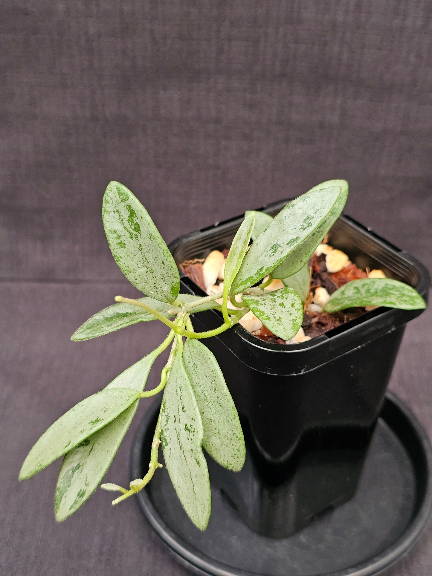 Hoya lima 'Silver' (Rare)