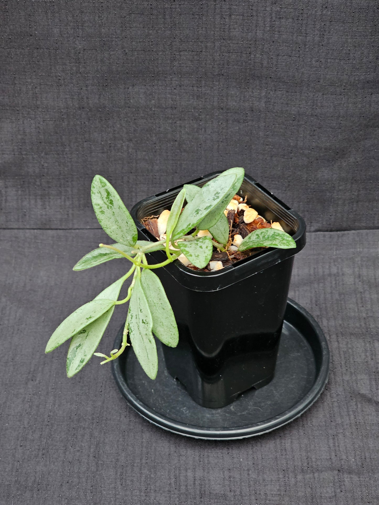 Hoya lima 'Silver' (Rare)