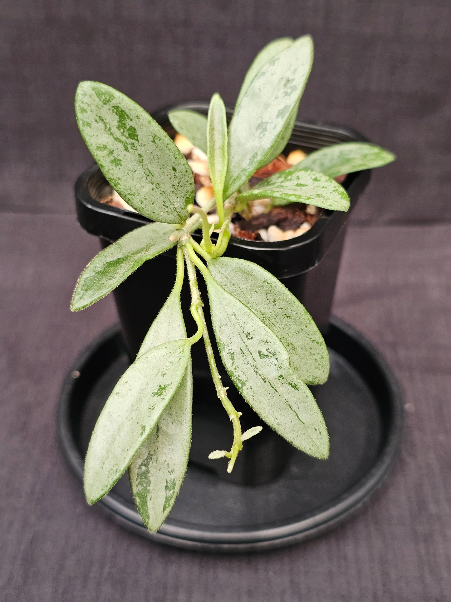 Hoya lima 'Silver' (Rare)