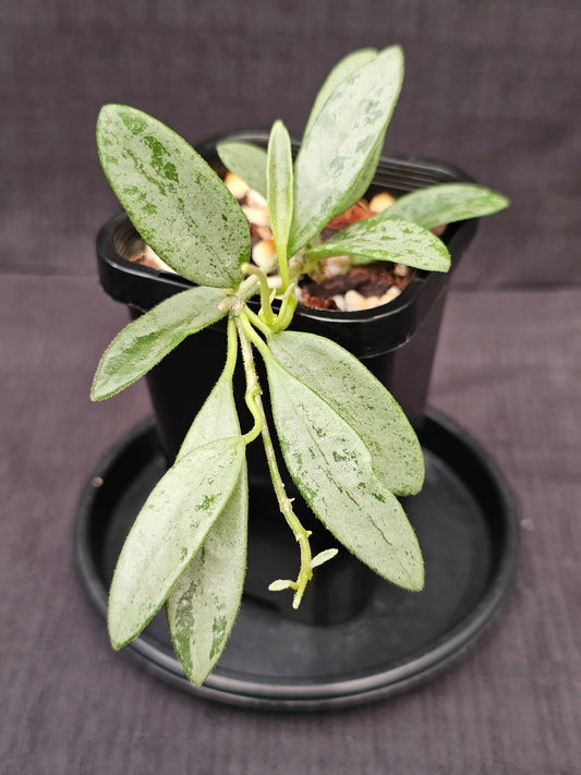 Hoya lima 'Silver' (Rare)