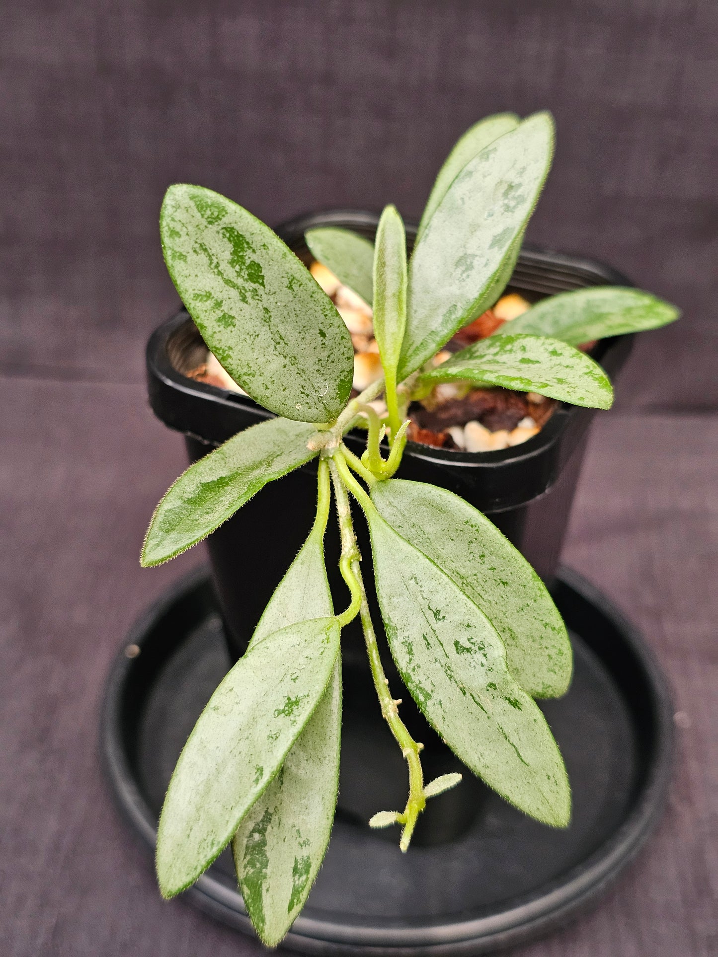 Hoya lima 'Silver' (Rare)
