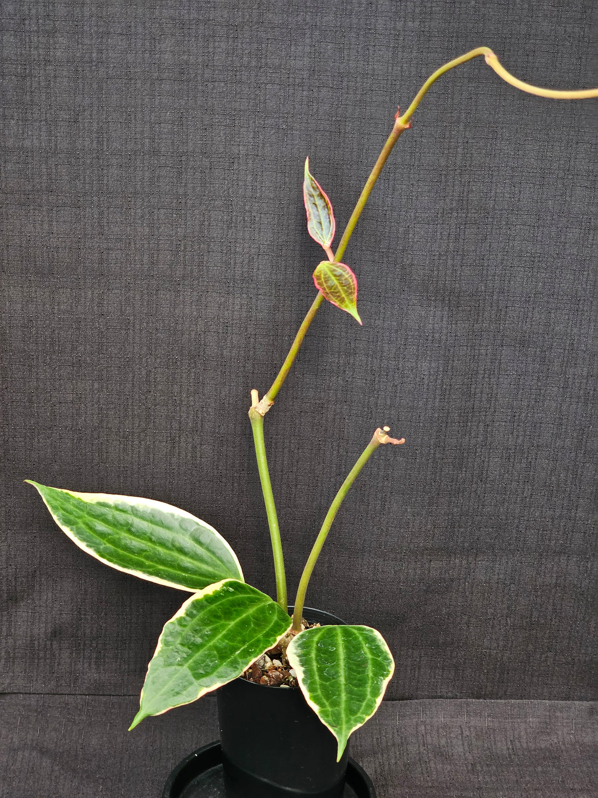 Hoya macrophylla (Latifolia) Albomarginata