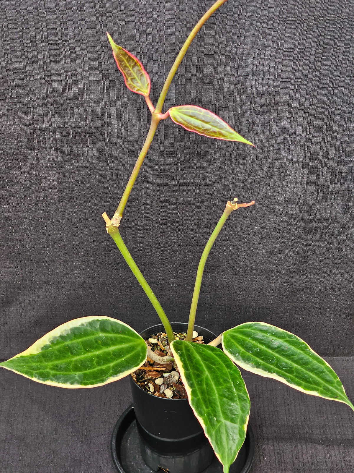 Hoya macrophylla (Latifolia) Albomarginata