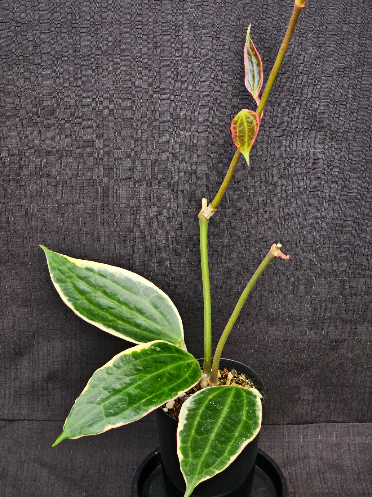 Hoya macrophylla (Latifolia) Albomarginata