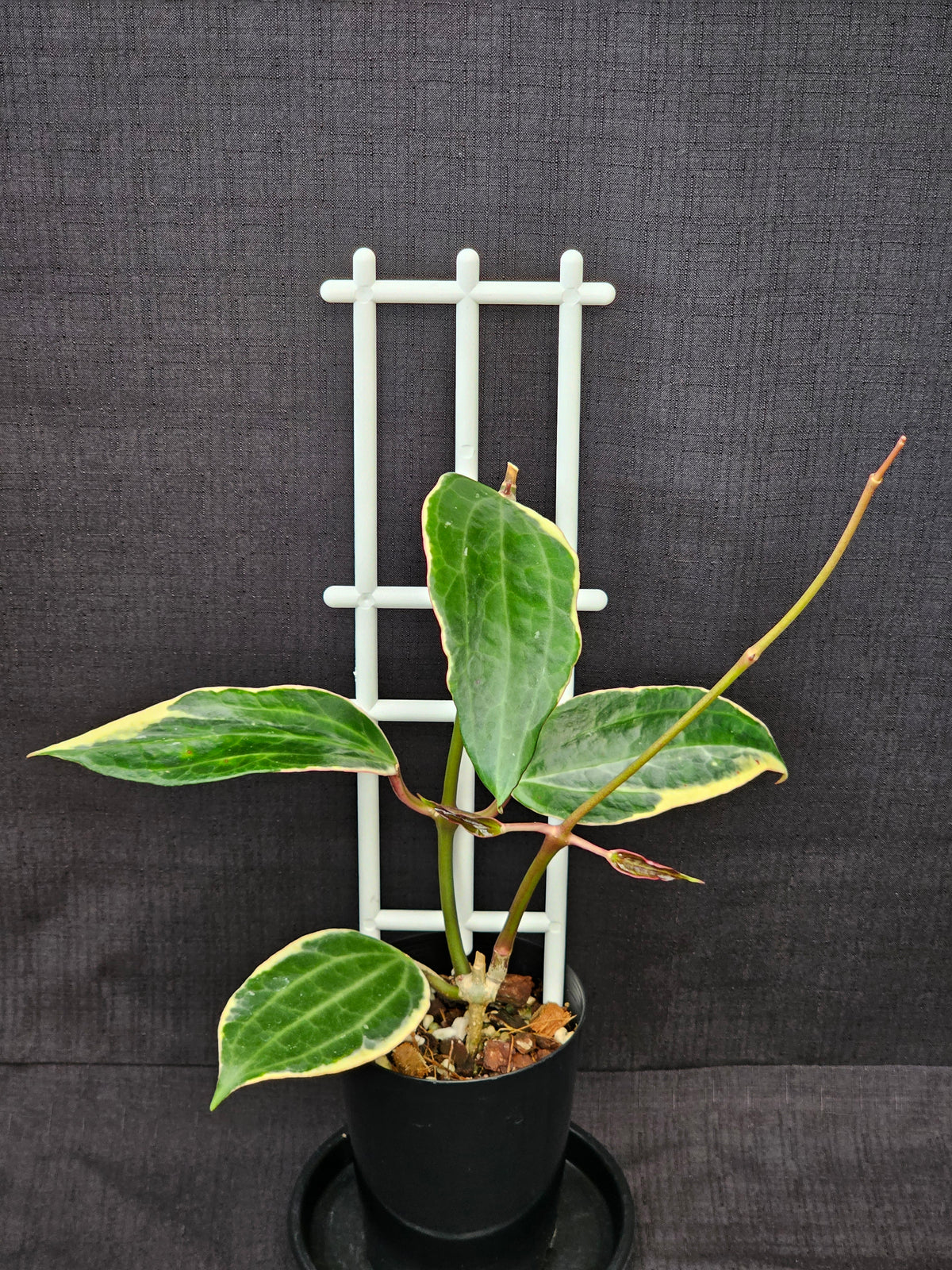 Hoya macrophylla (Latifolia) Albomarginata