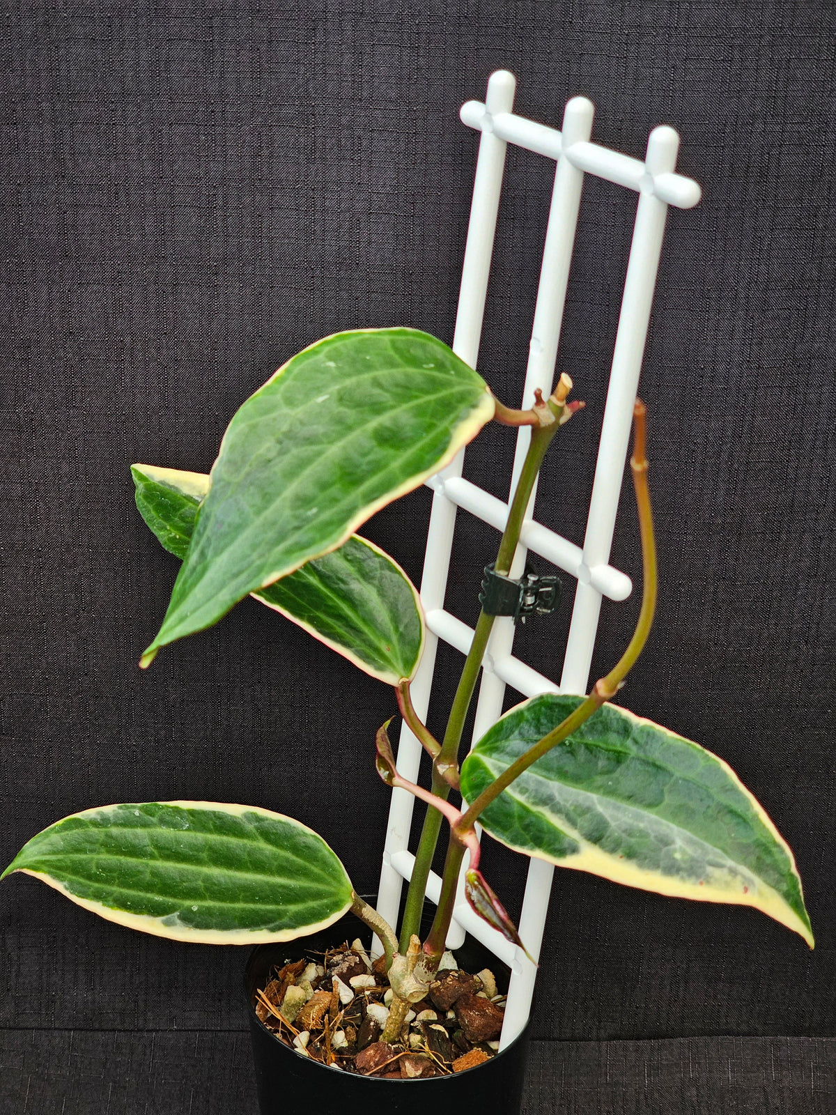 Hoya macrophylla (Latifolia) Albomarginata