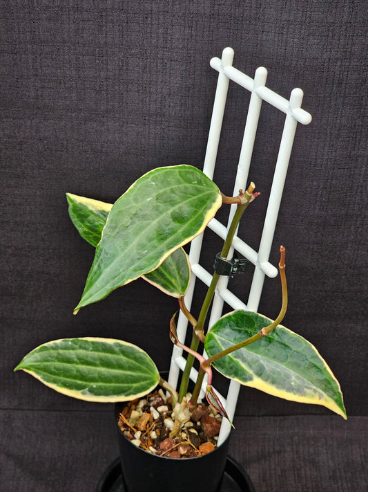Hoya macrophylla (Latifolia) Albomarginata