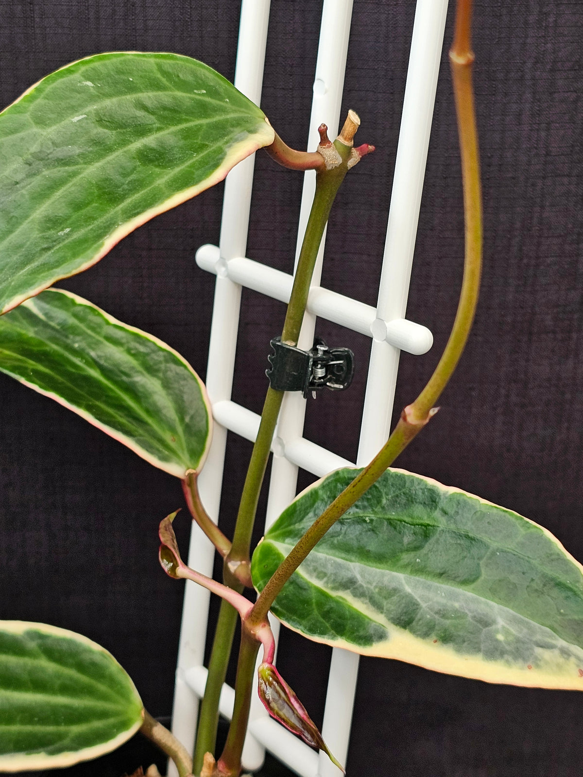 Hoya macrophylla (Latifolia) Albomarginata