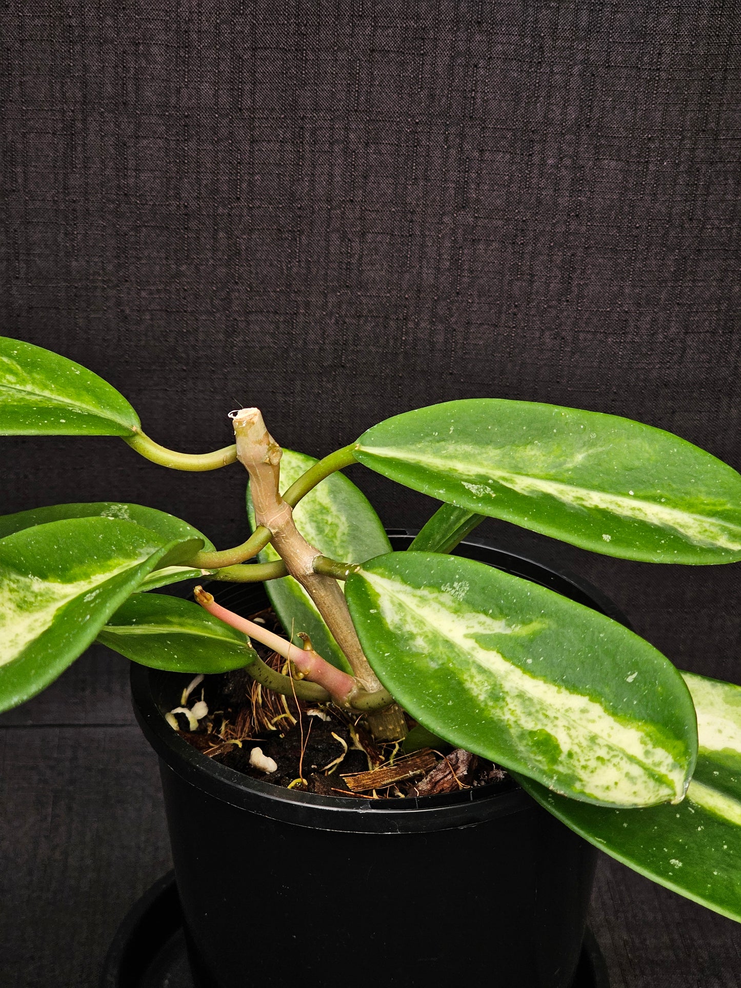 Hoya diversifolia 'Inner Variegated'
