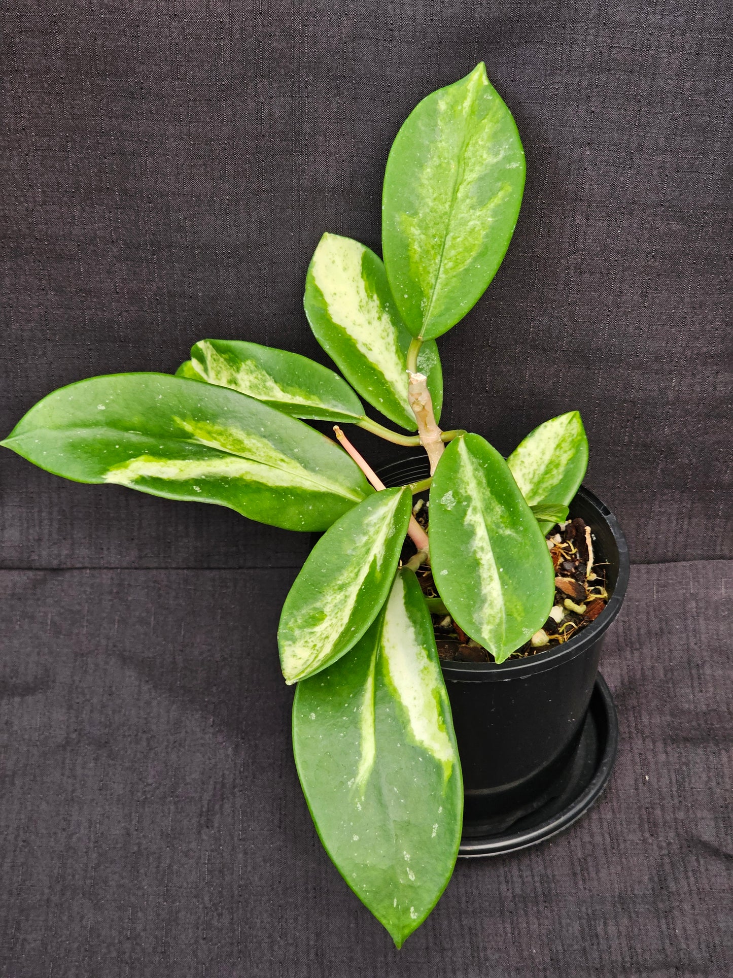 Hoya diversifolia 'Inner Variegated'