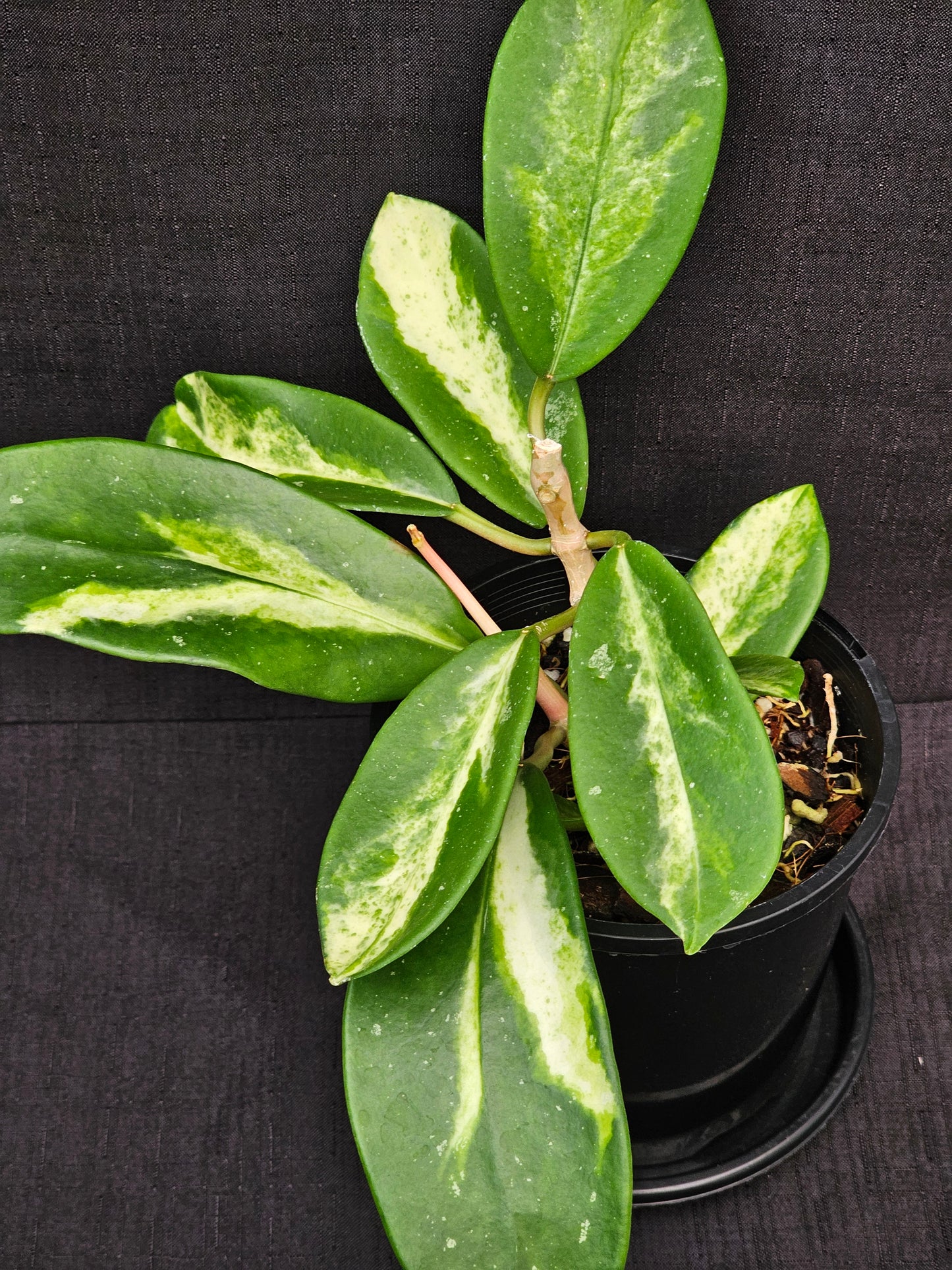 Hoya diversifolia 'Inner Variegated'