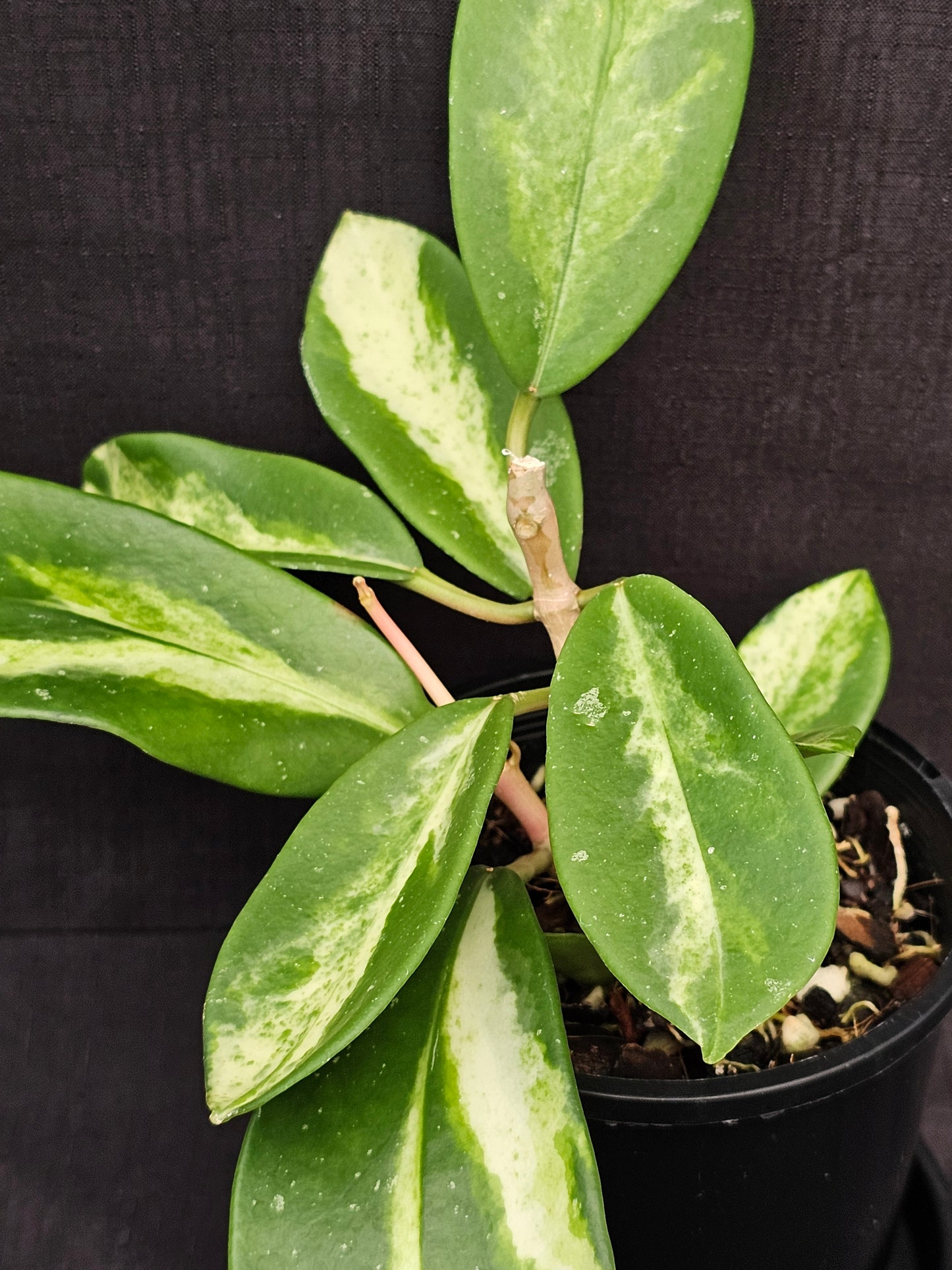 Hoya diversifolia 'Inner Variegated'