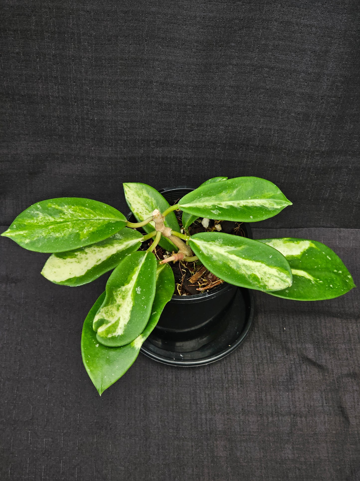 Hoya diversifolia 'Inner Variegated'