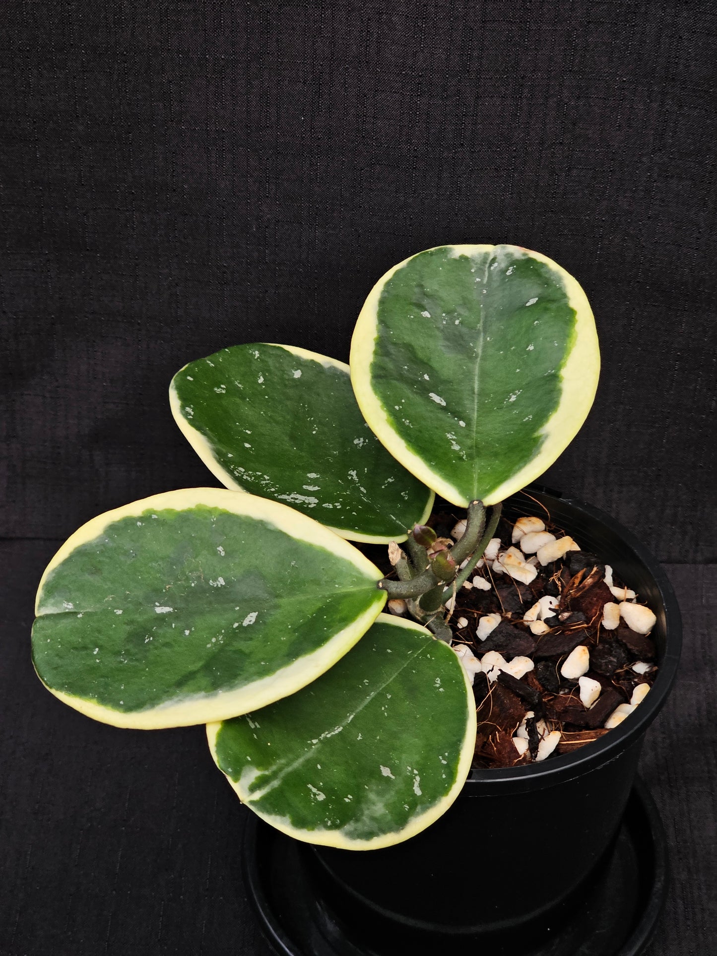 Hoya obovata Albomarginata (Amelia)