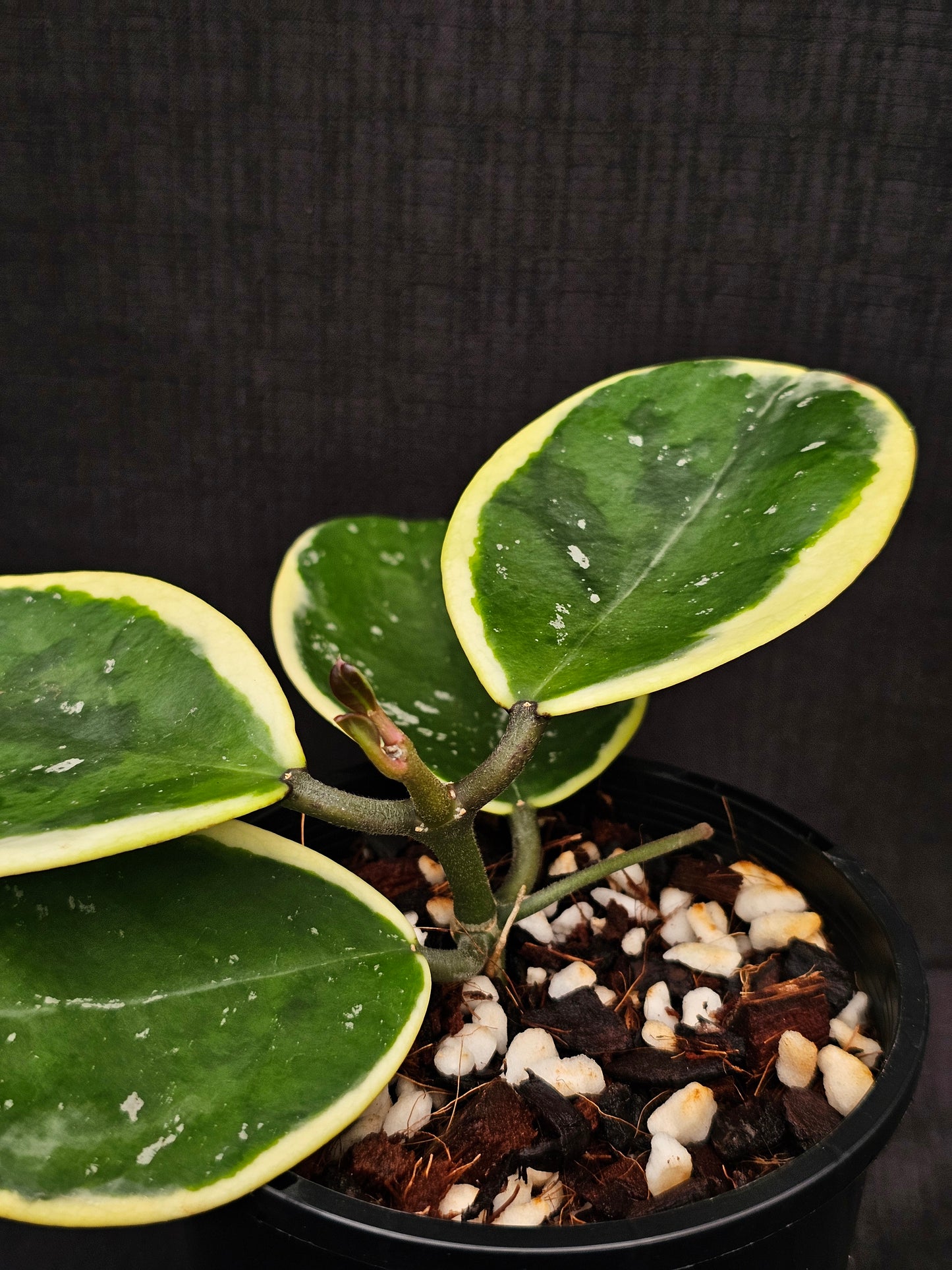 Hoya obovata Albomarginata (Amelia)