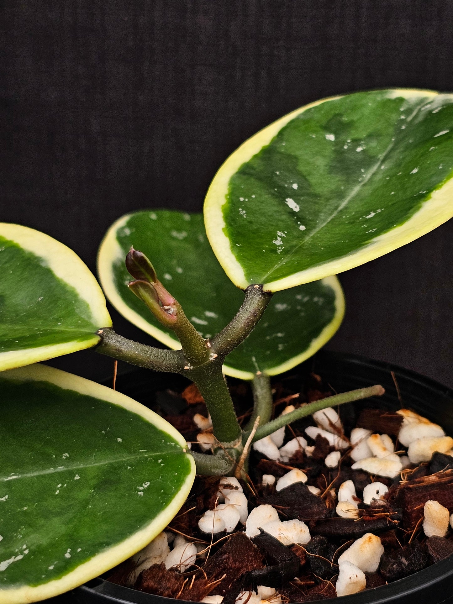 Hoya obovata Albomarginata (Amelia)