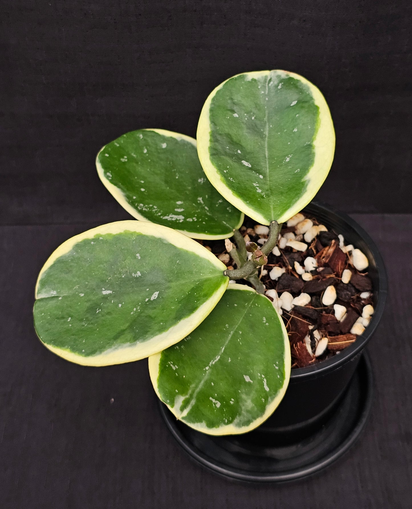 Hoya obovata Albomarginata (Amelia)