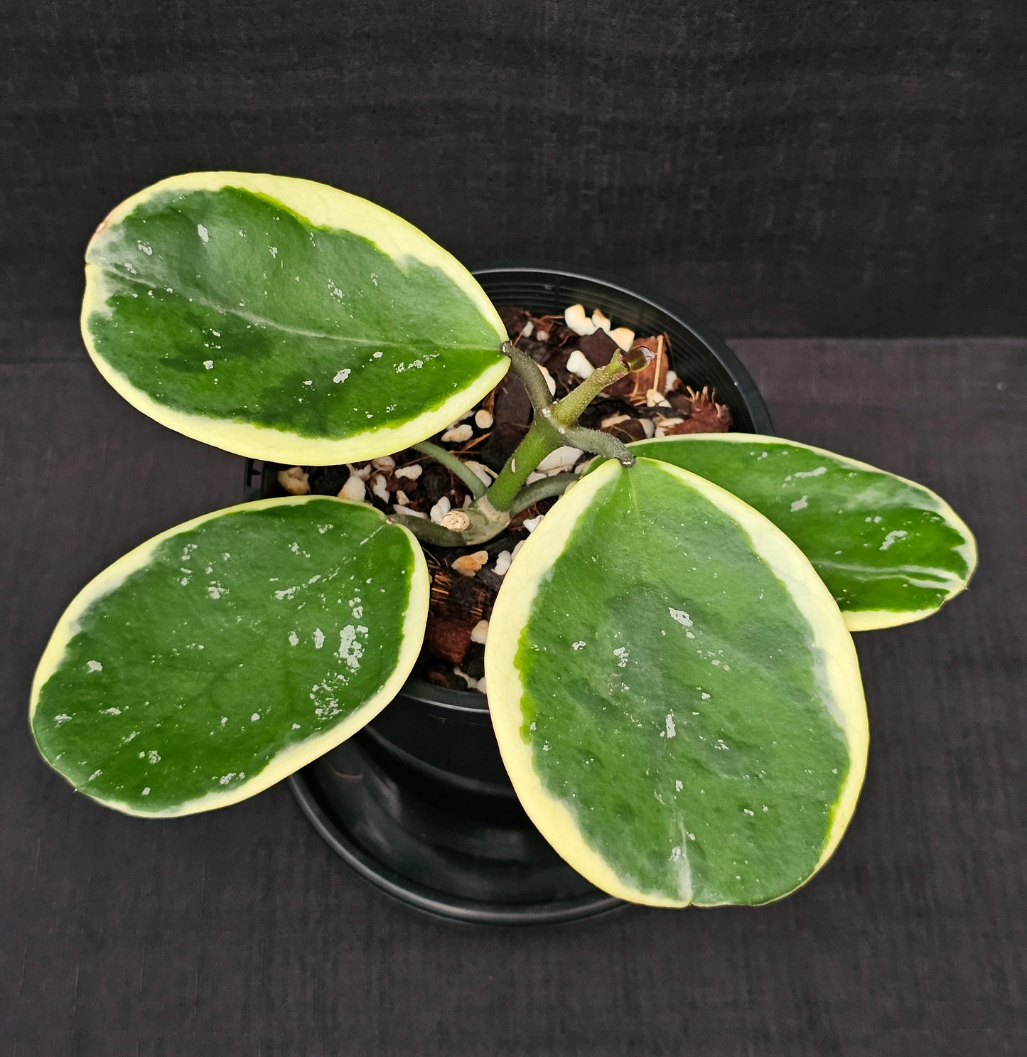 Hoya obovata Albomarginata (Amelia)