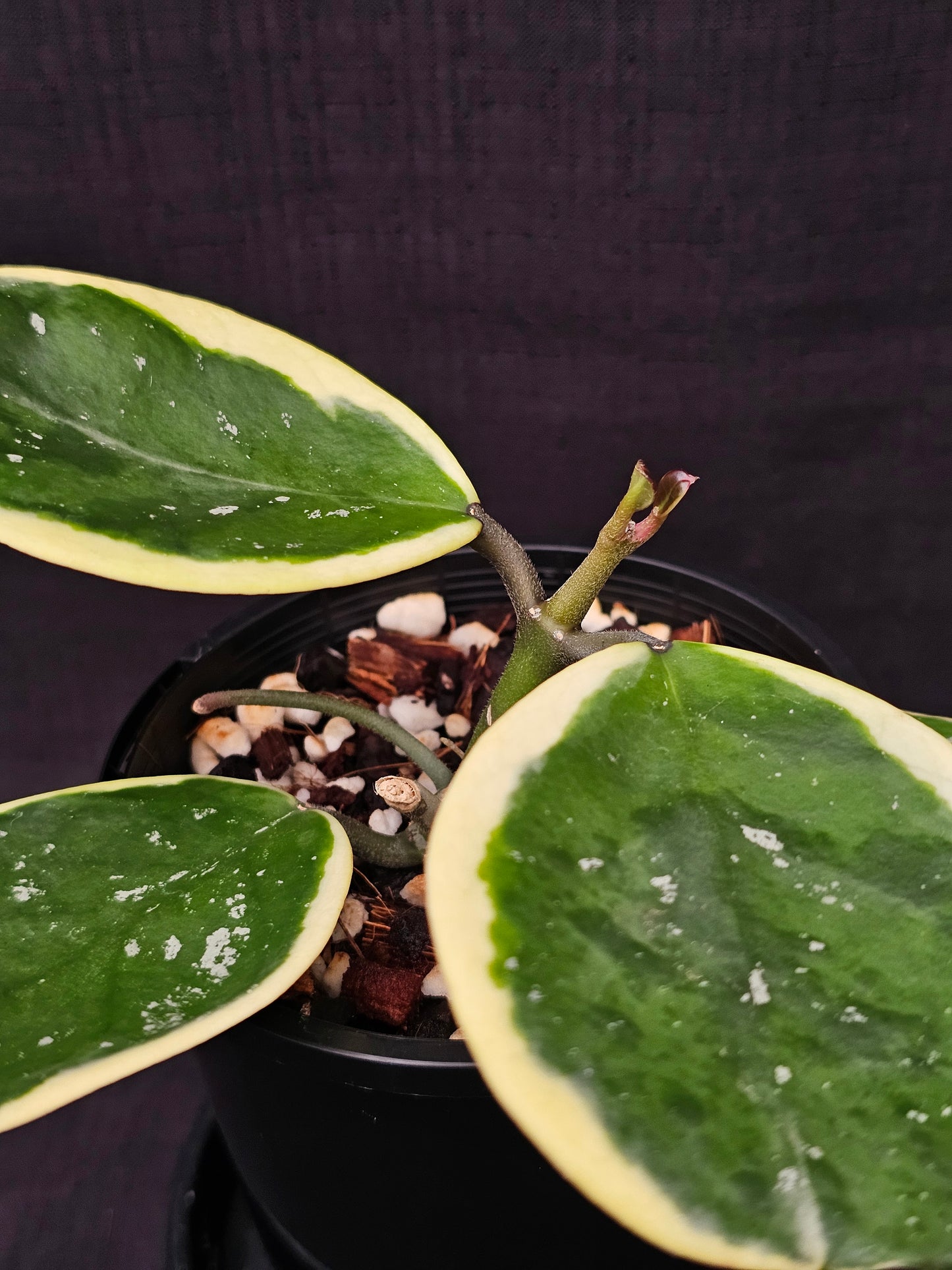 Hoya obovata Albomarginata (Amelia)