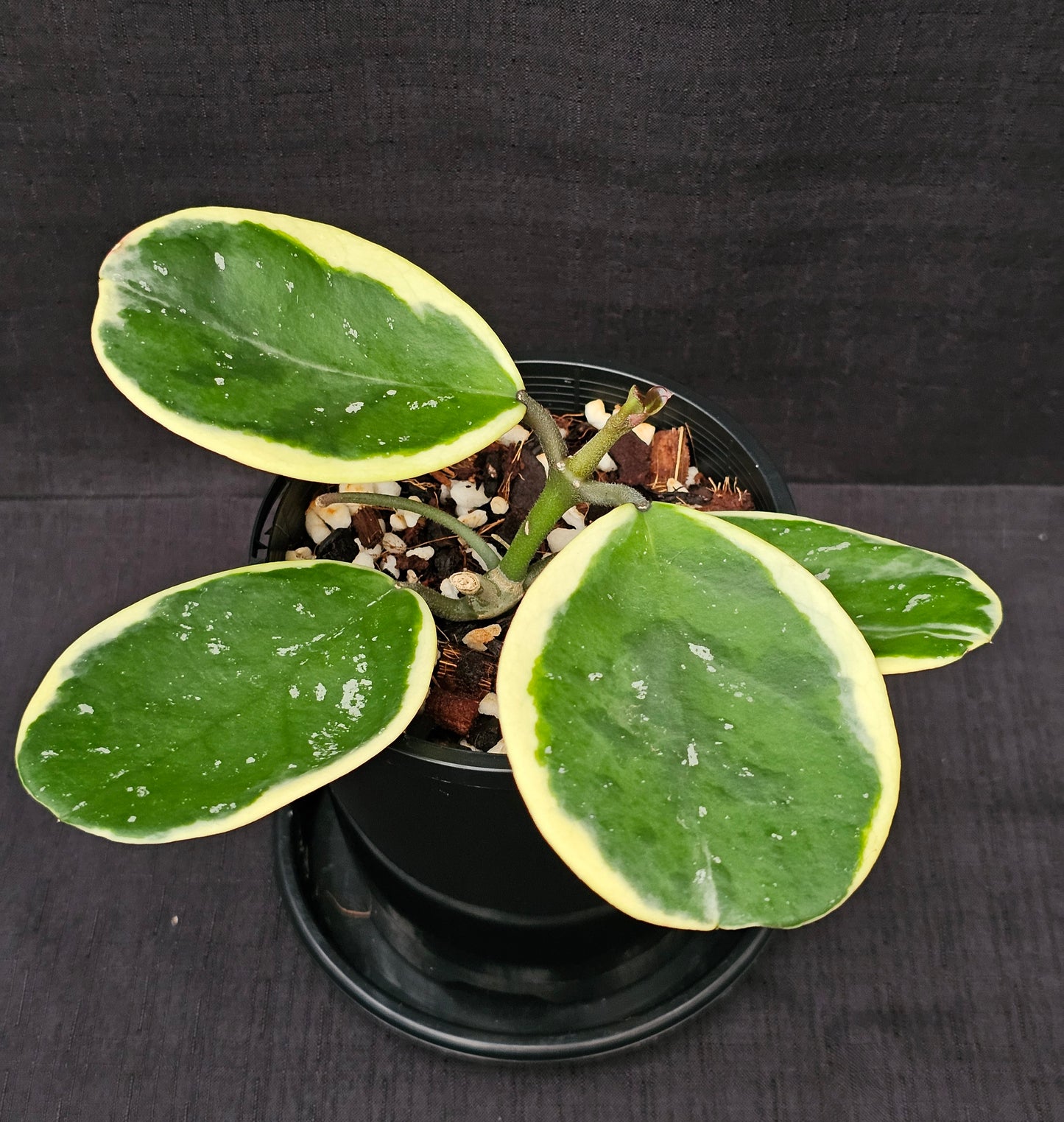 Hoya obovata Albomarginata (Amelia)