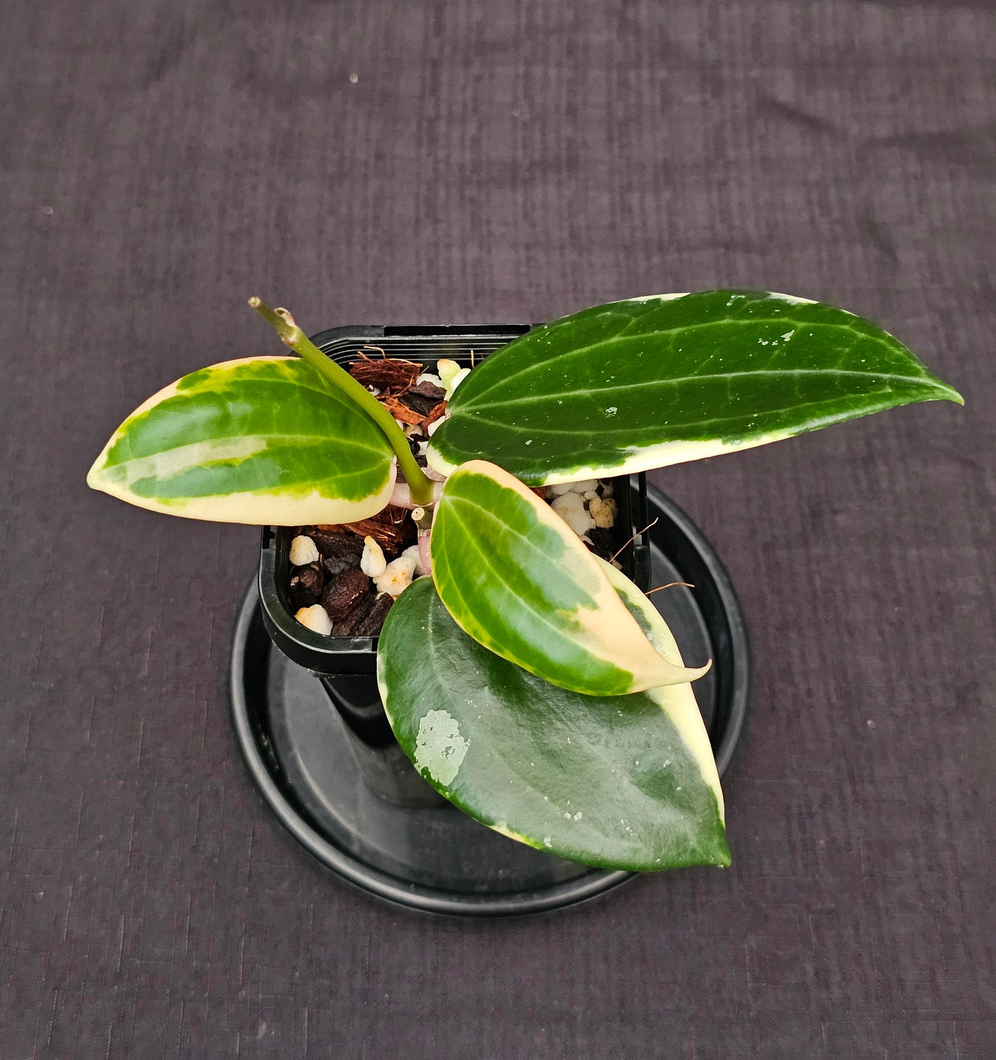 Hoya latifolia Albo ( Round Leaf Form)