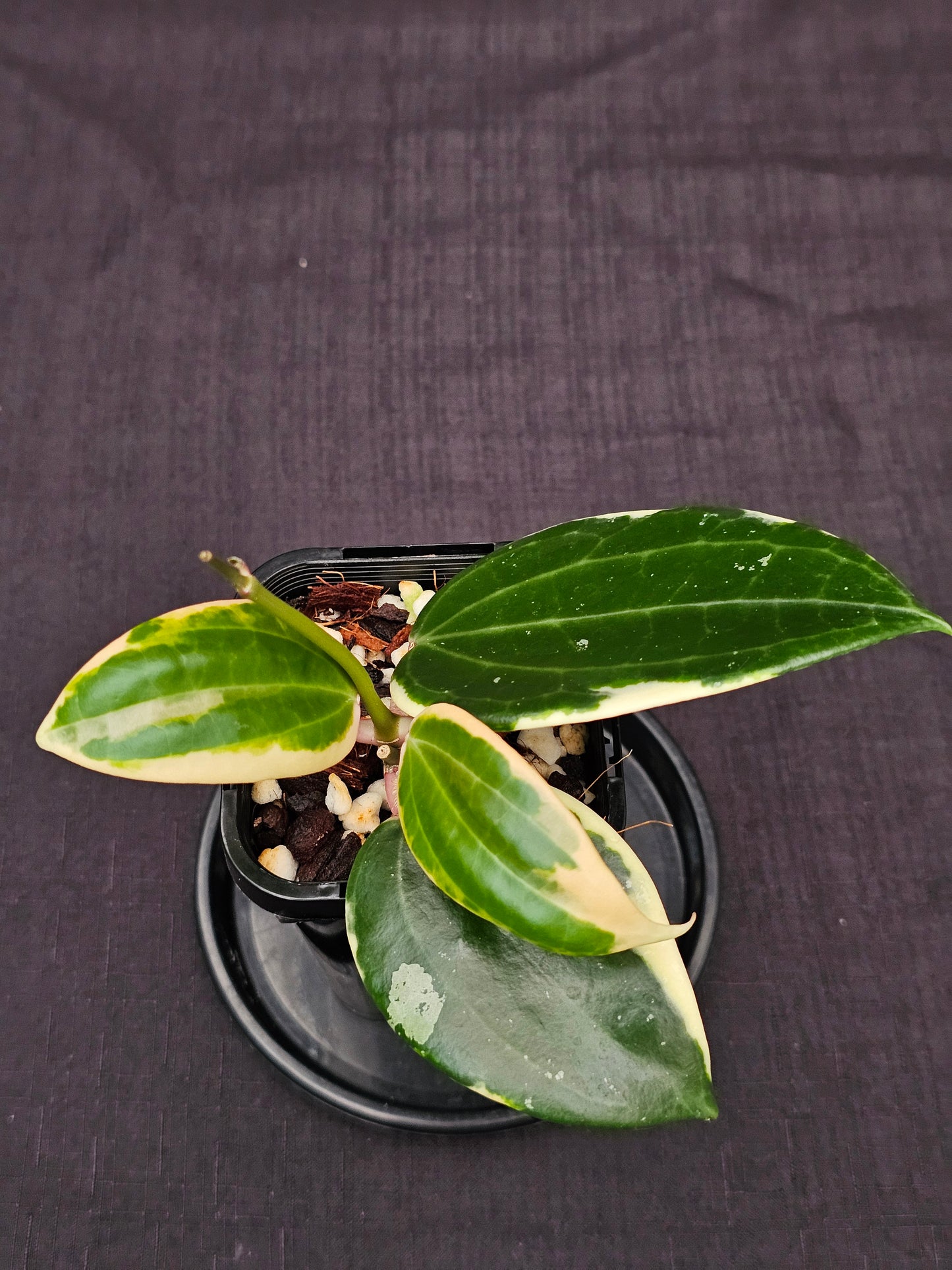 Hoya latifolia Albo ( Round Leaf Form)