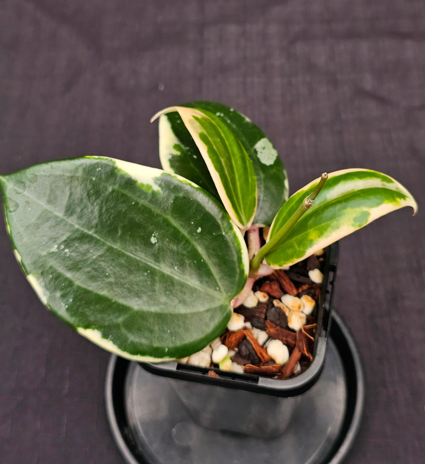 Hoya latifolia Albo ( Round Leaf Form)