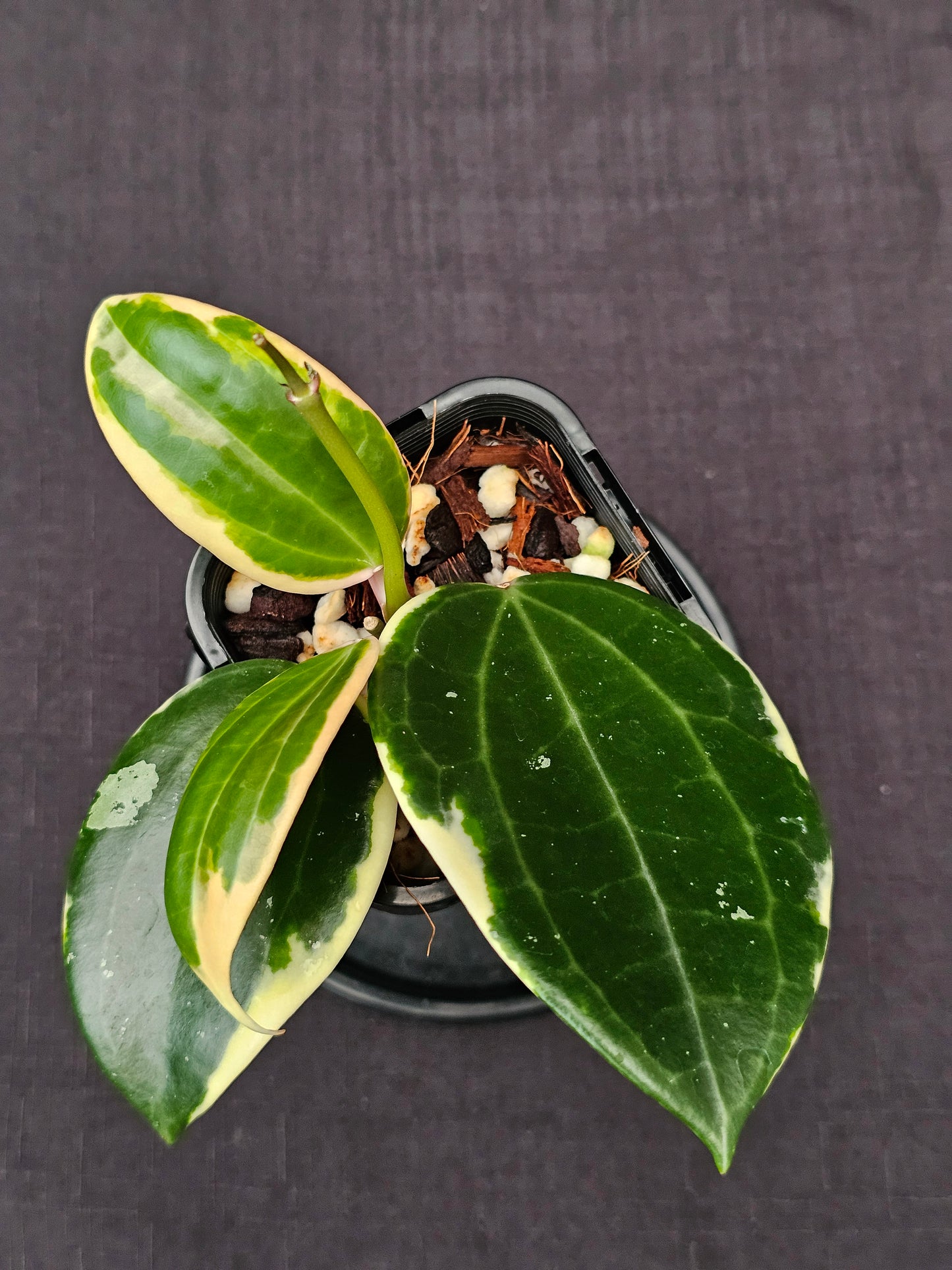 Hoya latifolia Albo ( Round Leaf Form)
