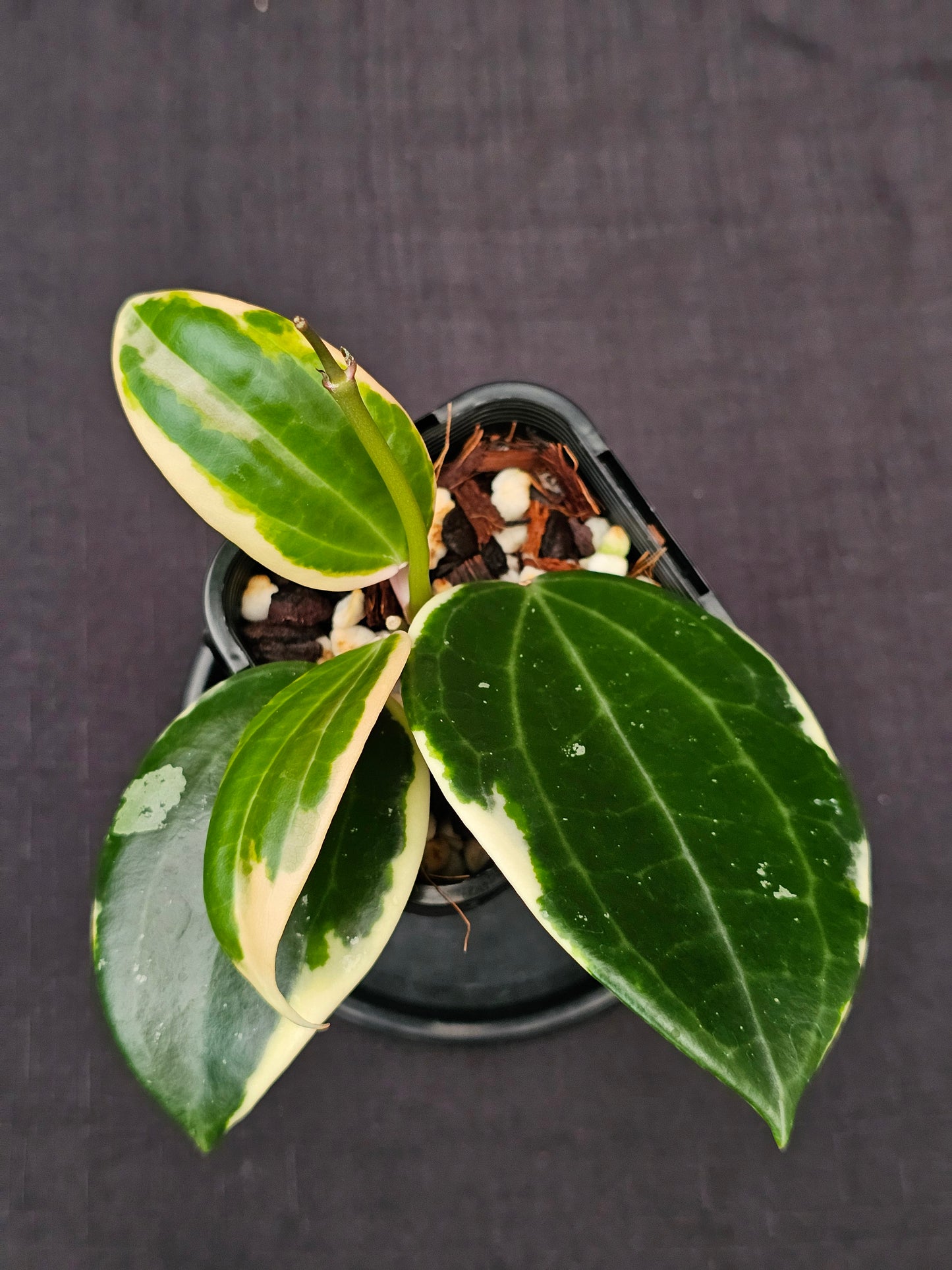 Hoya latifolia Albo ( Round Leaf Form)